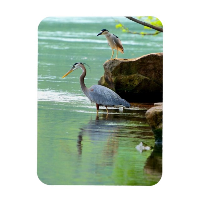 Two Herons by the River Magnet (Vertical)