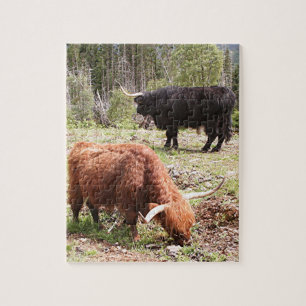 Two highland cattle, Scotland Jigsaw Puzzle