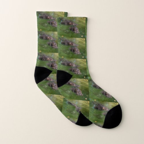 Two Hippos Swimming In Pond Socks