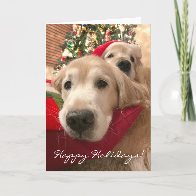 Two Holiday Golden Retriever Dogs Christmas (Front)