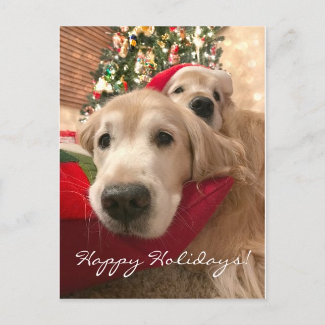 Two Holiday Golden Retriever Dogs Christmas (Front)
