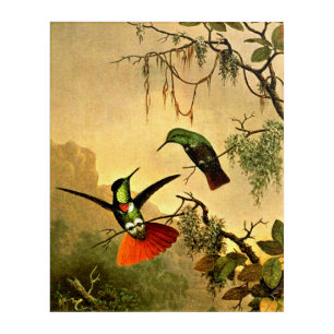 Two Hooded Visorbearer Hummingbirds, Acrylic Print