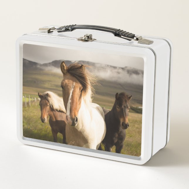 Two Horse Pictures Metal Lunch Box (Front)