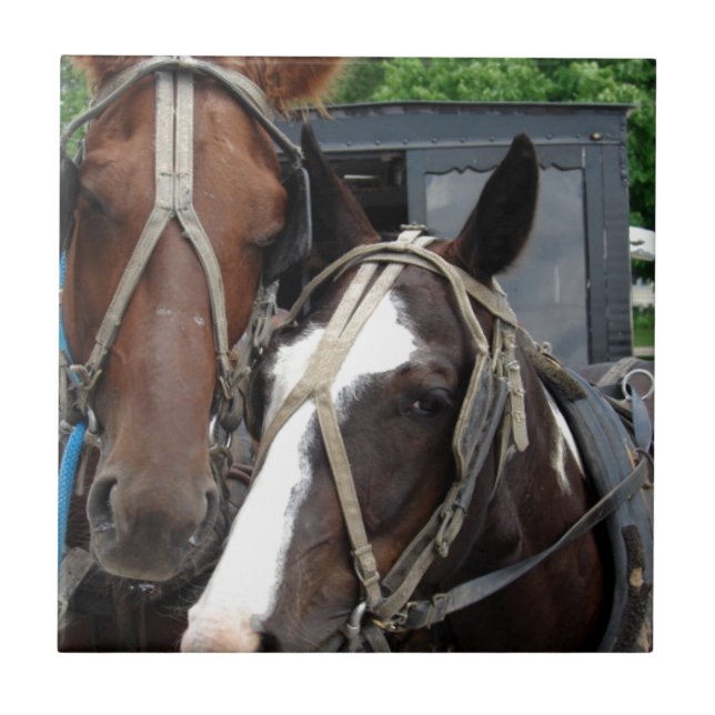 Two Horse Team With One Pinto Ceramic Tile (Front)