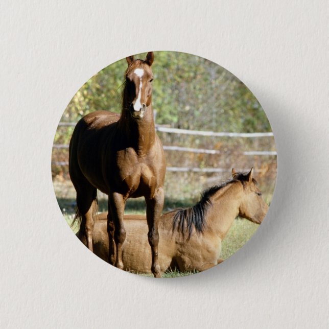 Two Horses at Pasture Pinback Button (Front)