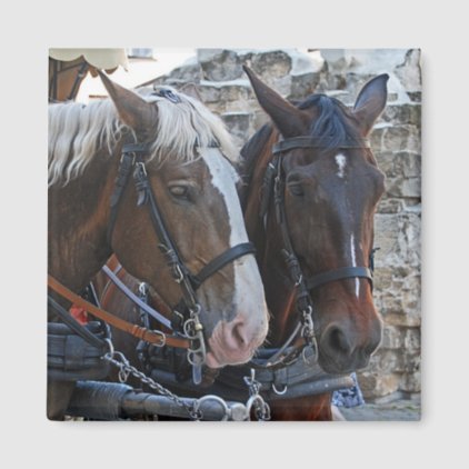 Two horses. Blonde and brunette. Magnet