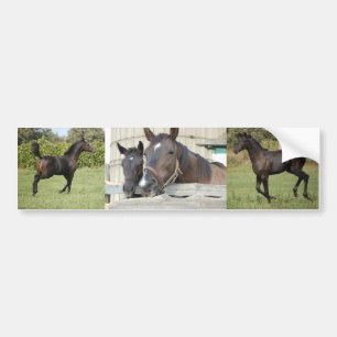 Two Horses Chewin a Fence Bumper Sticker