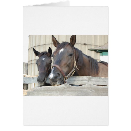 Two Horses Chewin a Fence Cards (Front)