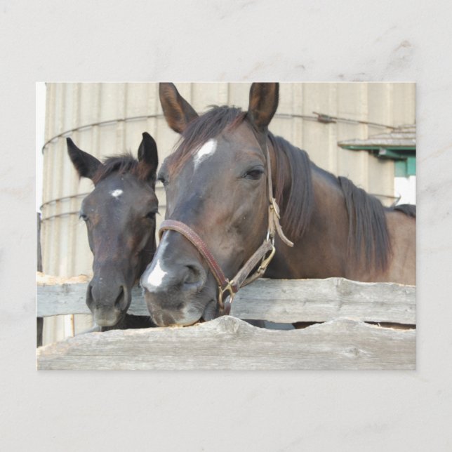 Two Horses Chewin a Fence Postcard (Front)
