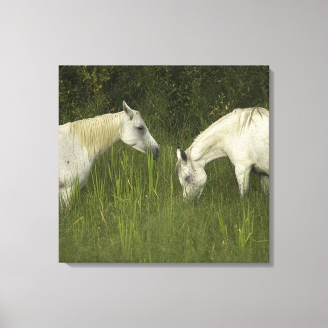 Two horses eating grass canvas print (Front)