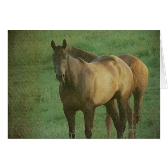 Two Horses in a Pasture Cards (Front Horizontal)