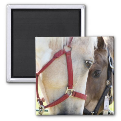 Two Horses Magnet