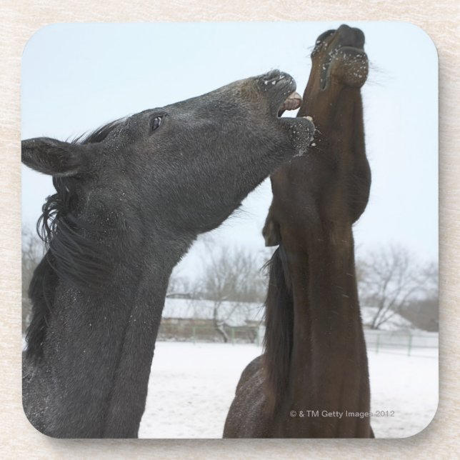 two horses neighing beverage coaster (Front)