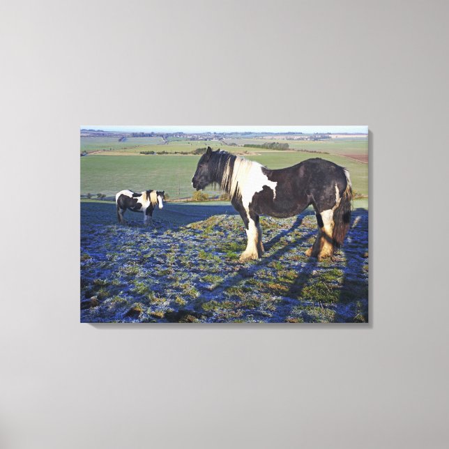Two horses on Hackpen hill in North Wiltshire Canvas Print (Front)