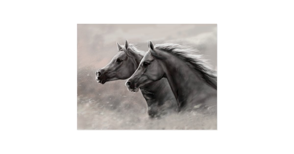Two Horses Painting Gift Black Stallions Postcard Zazzle Com