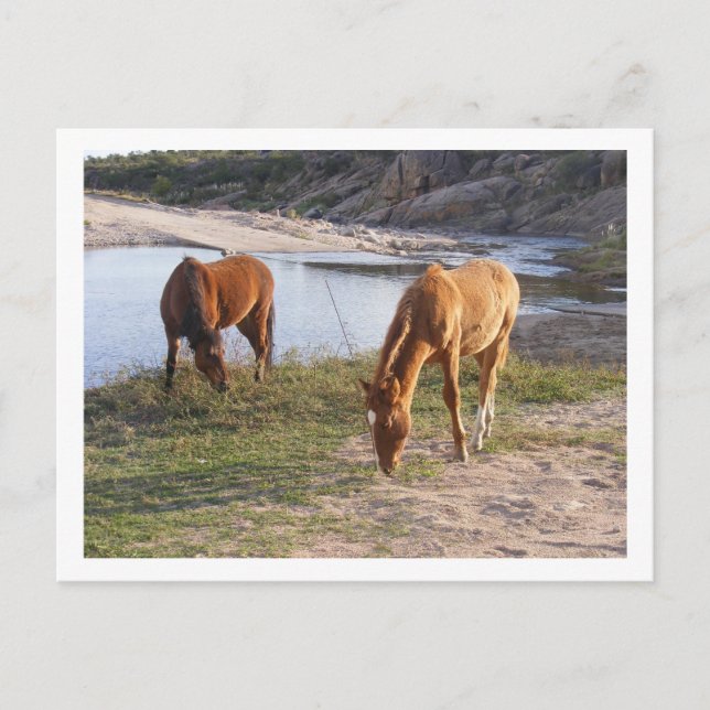 two horses postcard (Front)