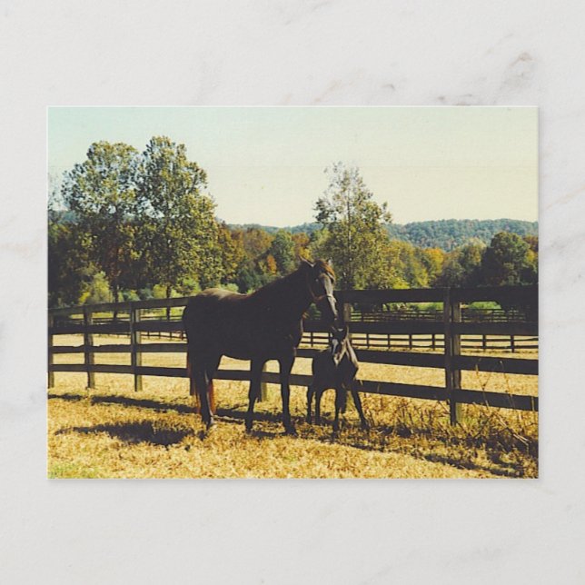 two horses postcard (Front)