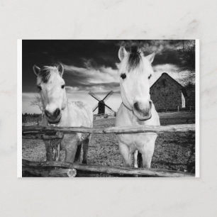 Two horses postcard