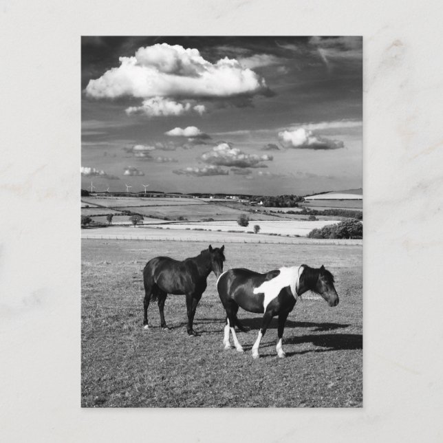 Two Horses Postcard (Front)
