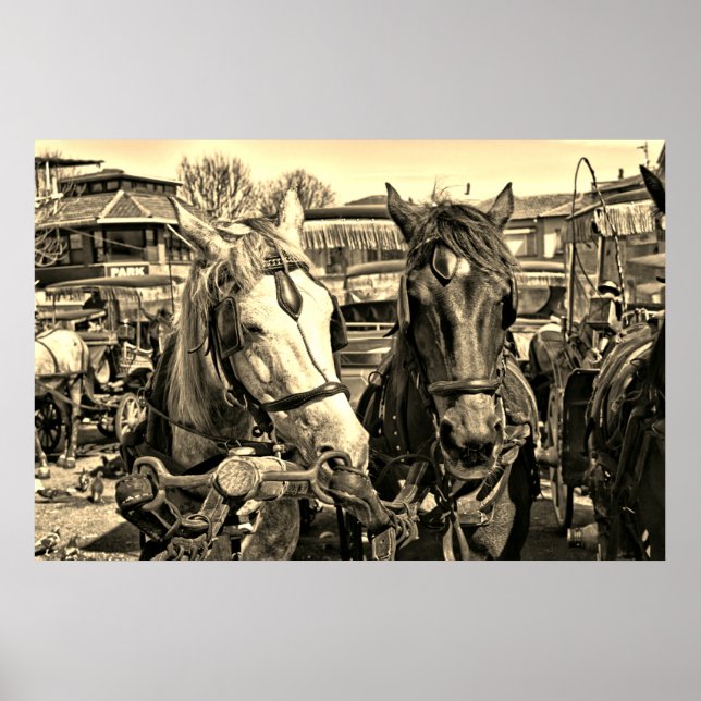 Two Horses Poster (Front)