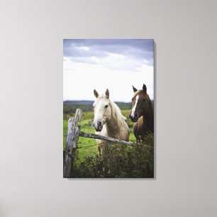 Two horses stand near fence in farm field of off canvas print