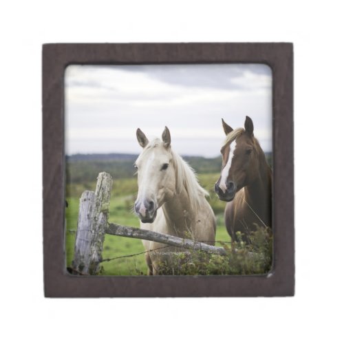 Two horses stand near fence in farm field of off keepsake box