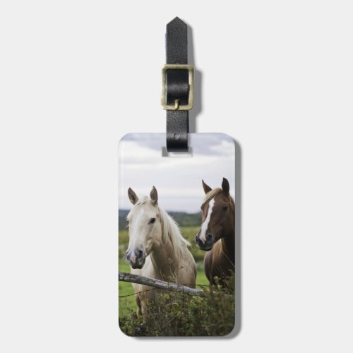 Two horses stand near fence in farm field of off luggage tag