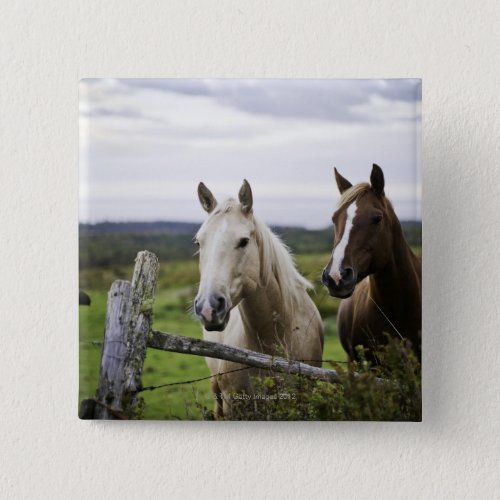 Two horses stand near fence in farm field of off pinback button