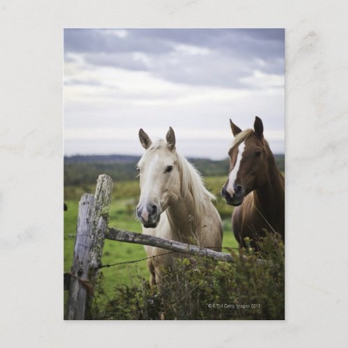 Two horses stand near fence in farm field of off postcard