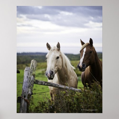 Two horses stand near fence in farm field of off poster