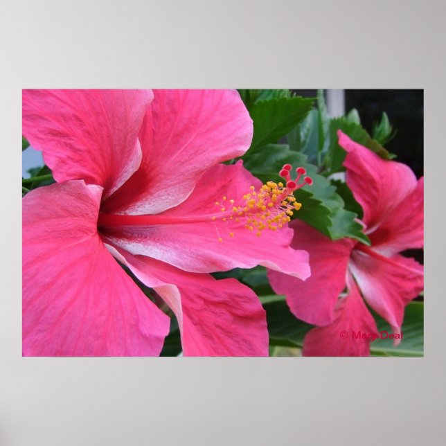 Two Hot Pink Hibiscus Poster (Front)