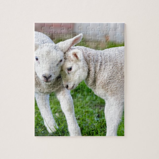 Two hugging and loving white lambs jigsaw puzzle (Vertical)