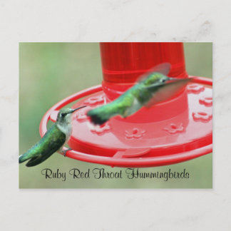 TWO HUMMERS, Ruby Red Throat Hummingbirds Postcard