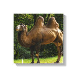 Two Humped Camel Canvas print