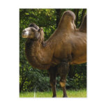 Two Humped Camel Postcard
