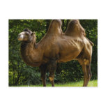 Two Humped Camel Postcard
