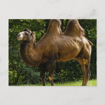 Two Humped Camel Postcard by WildlifeAnimals at Zazzle