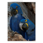Two Hyacinth Macaws, Brazil (Front)
