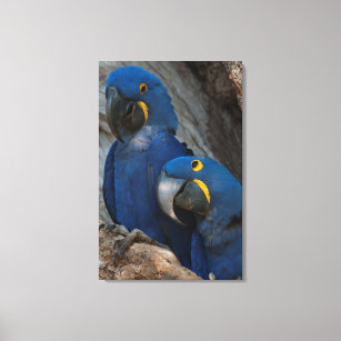 Two Hyacinth Macaws, Brazil Canvas Print