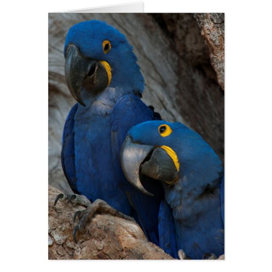 Two Hyacinth Macaws, Brazil Cards (Front)