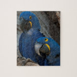 Two Hyacinth Macaws, Brazil Jigsaw Puzzle at Zazzle