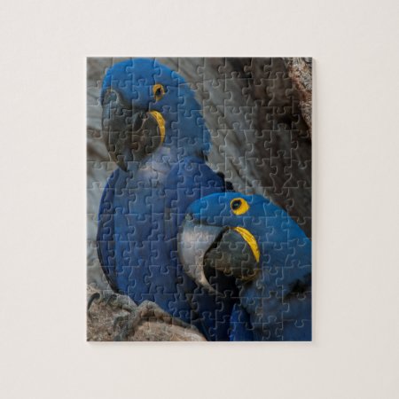 Two Hyacinth Macaws, Brazil Jigsaw Puzzle