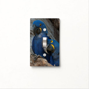 Two Hyacinth Macaws, Brazil Light Switch Cover