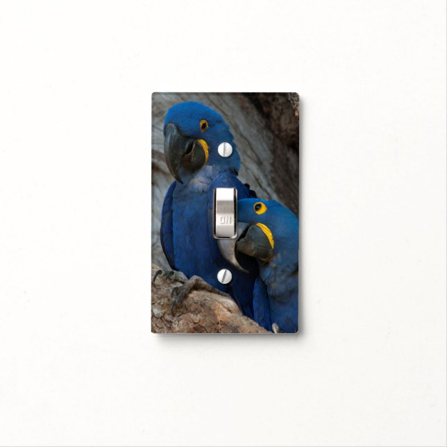 Two Hyacinth Macaws, Brazil Light Switch Cover (In Situ)
