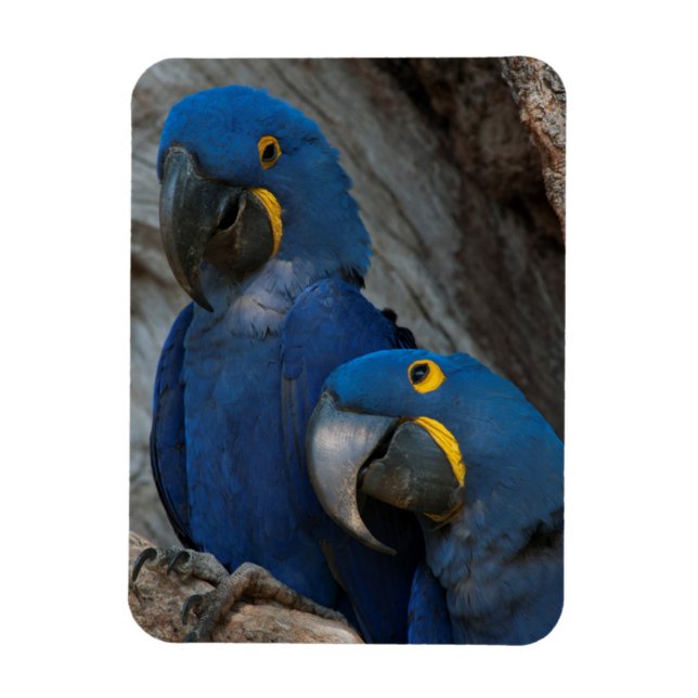 Two Hyacinth Macaws, Brazil Magnet (Vertical)