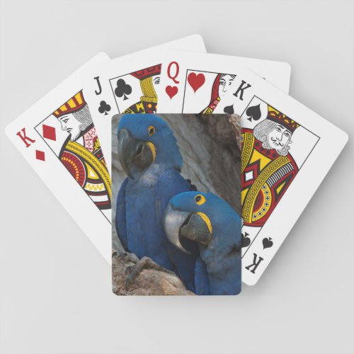 Two Hyacinth Macaws Brazil Poker Cards