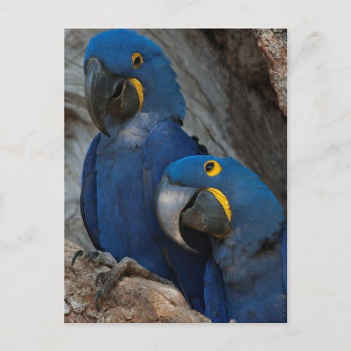 Two Hyacinth Macaws Brazil Postcard
