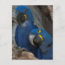 Two Hyacinth Macaws, Brazil Postcard
