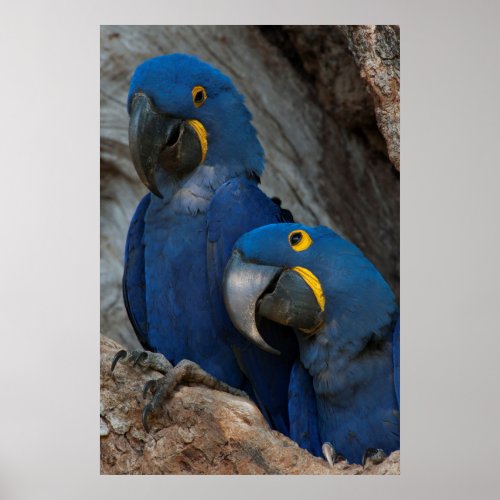 Two Hyacinth Macaws Brazil Poster