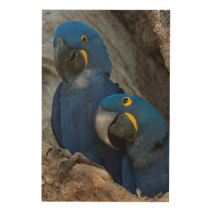 Two Hyacinth Macaws, Brazil Wood Wall Art